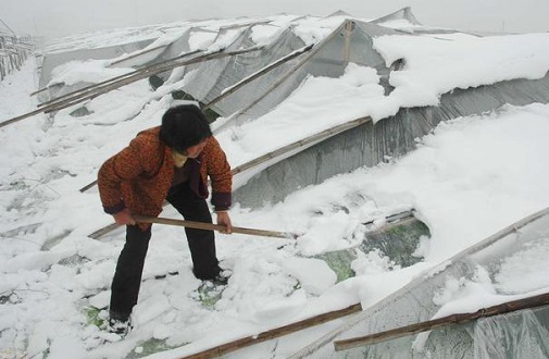 大雪壓垮鋼結(jié)構(gòu)廠房，眾多“二師兄”壯烈犧牲